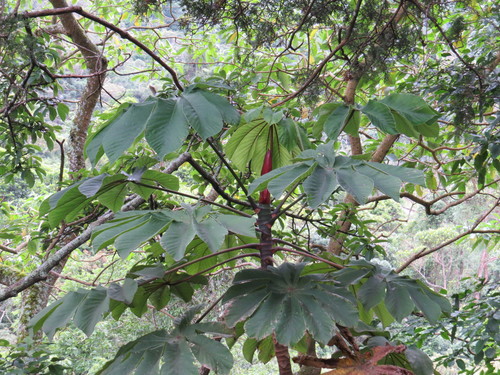 Cecropia glaziovii (Cecropia glaziovii)