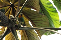 Cecropia glaziovii (Cecropia glaziovii)