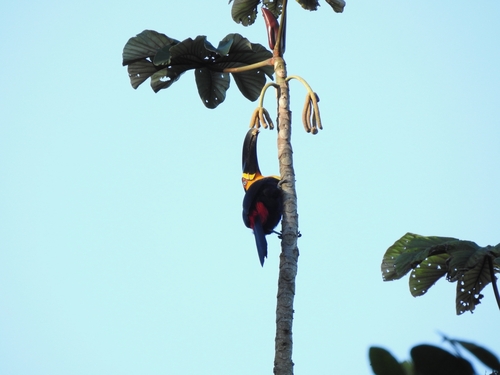 Cecropia glaziovii (Cecropia glaziovii)