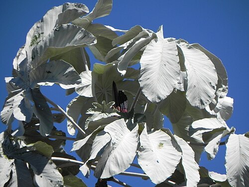 Cecropia hololeuca: Cecropia hololeuca Miq. - URTICACEAE - Parque Estadual do Rio Preto - São Gonçalo do Rio Preto - Minas Gerais - Brasil.