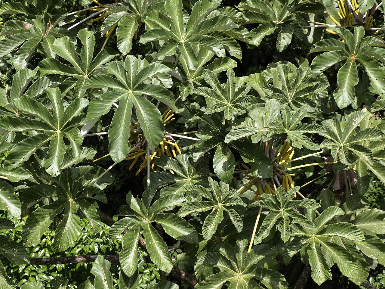 Cecropia insignis: Arenal Hanging Bridges, Costa Rica