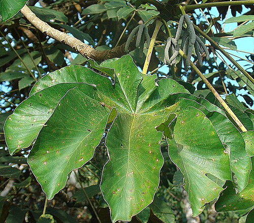 Cecropia insignis: From the Panama Canal zone, where this genus has the name of Guarumo. In context at www.dixpix.ca/meso_america/Flora/rosales/index.html