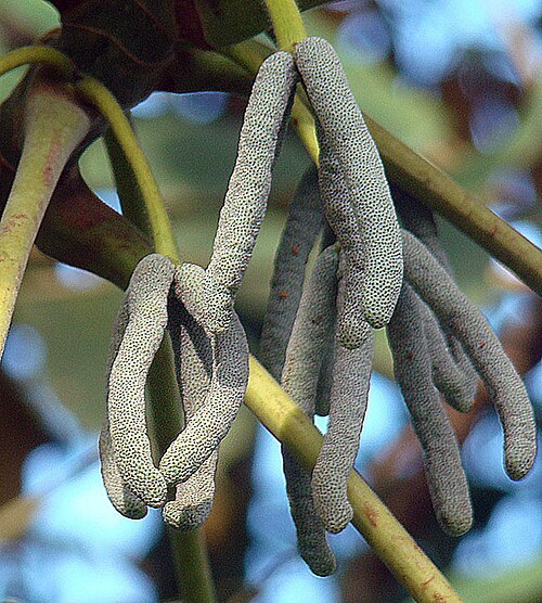 Cecropia insignis: The floral spike, typical of Cecropia or Guarumo trees. In context at www.dixpix.ca/meso_america/Flora/rosales/index.html