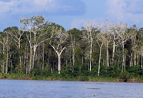 Cecropia latiloba: A species of Yarumo which lines the banks of some tropical rivers. Photo from an island in the Amazon River between Colombia and Peru. In context at www.dixpix.