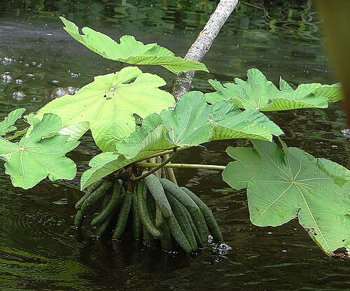 Cecropia latiloba: This species is a seasonal flood specialist and appears to use the river and fish to disperse its seeds.