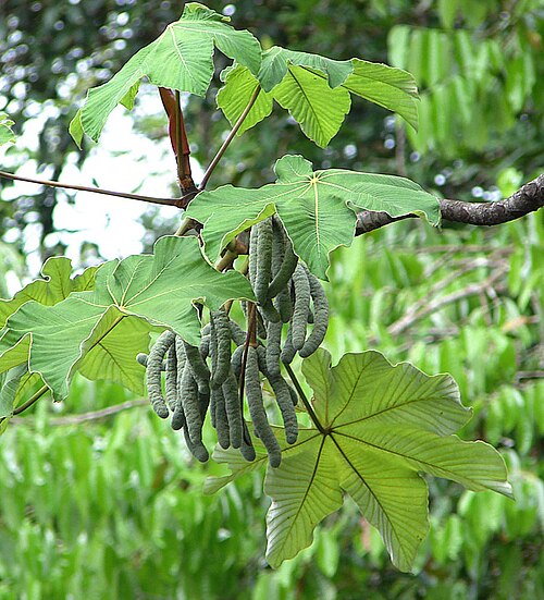 Cecropia latiloba: Leaves and grey seed spaths of a common Yarumo (cecropia) in tropical South America.