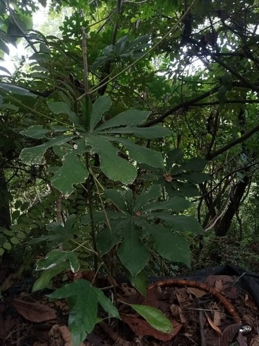 Cecropia litoralis (Cecropia litoralis)