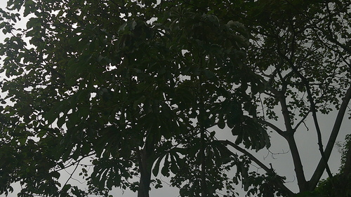 Cecropia litoralis (Cecropia litoralis)