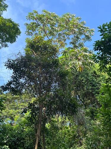 Cecropia litoralis (Cecropia litoralis)