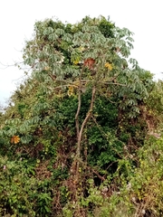 Cecropia litoralis (Cecropia litoralis)