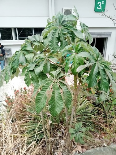 Cecropia litoralis (Cecropia litoralis)