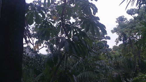 Cecropia litoralis (Cecropia litoralis)
