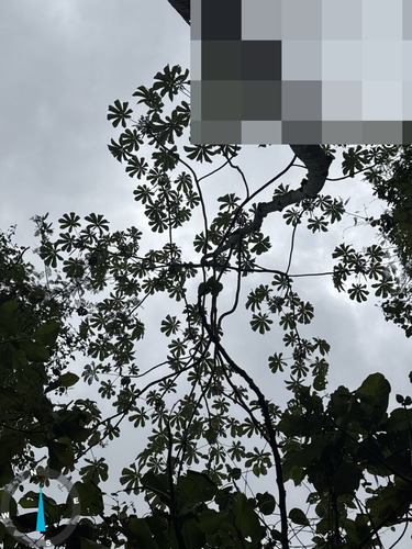 Cecropia litoralis (Cecropia litoralis)