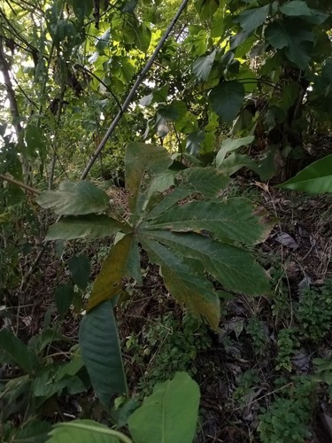 Cecropia litoralis (Cecropia litoralis)