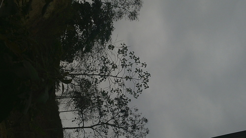 Cecropia litoralis (Cecropia litoralis)