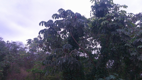 Cecropia litoralis (Cecropia litoralis)