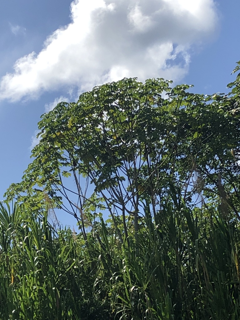 Cecropia membranacea (Cecropia membranacea)