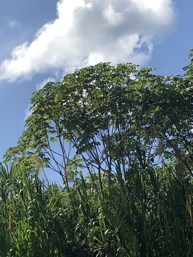 Cecropia membranacea (Cecropia membranacea)