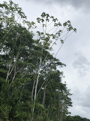 Cecropia membranacea (Cecropia membranacea)