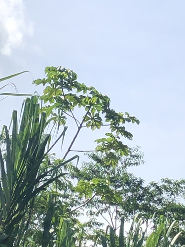 Cecropia membranacea (Cecropia membranacea)