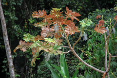Cecropia membranacea (Cecropia membranacea)