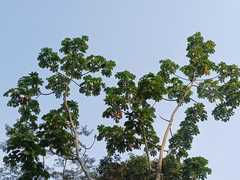Cecropia membranacea (Cecropia membranacea)