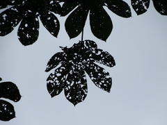 Cecropia membranacea (Cecropia membranacea)