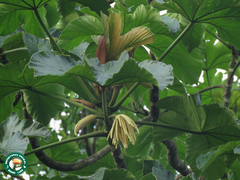 Cecropia membranacea (Cecropia membranacea)