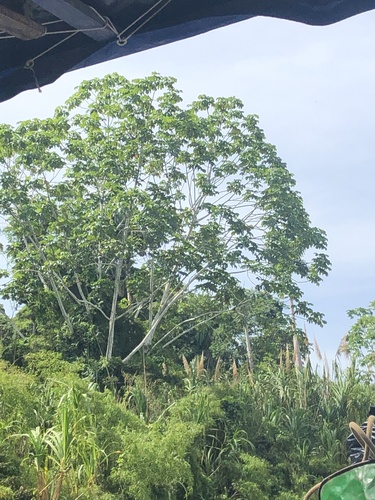 Cecropia membranacea (Cecropia membranacea)