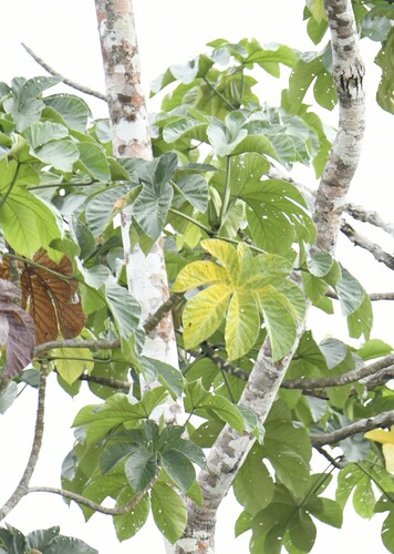 Cecropia membranacea (Cecropia membranacea)