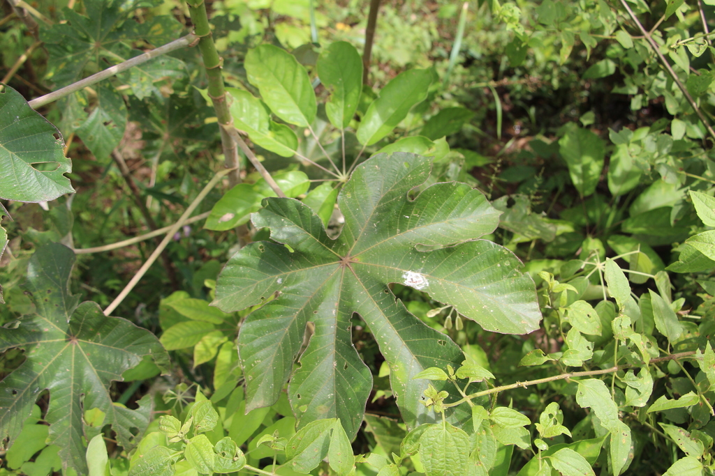 Cecropia metensis (Cecropia metensis)