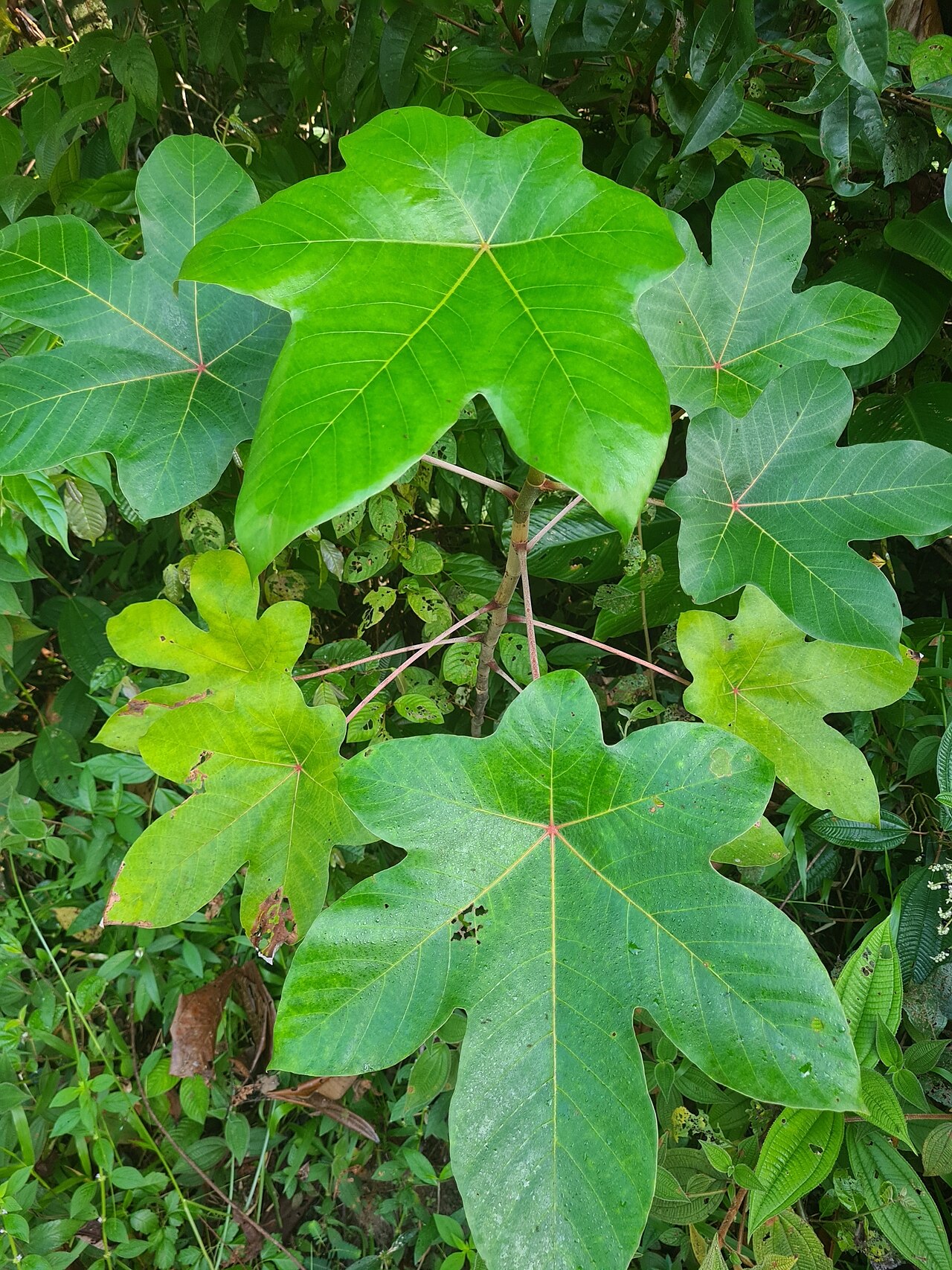 Cecropia obtusa: Cecropia obtusa Trécul 4500490002