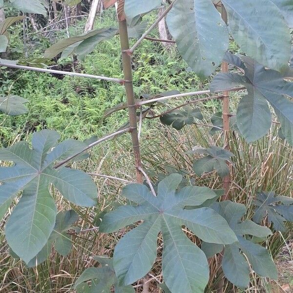 Cecropia obtusa (Cecropia obtusa)