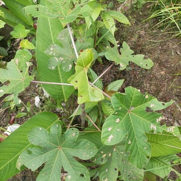 Cecropia obtusa (Cecropia obtusa)