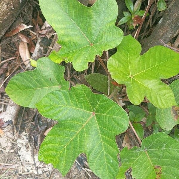 Cecropia obtusa (Cecropia obtusa)