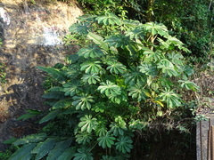 Trumpet tree (Cecropia obtusifolia)
