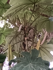 Trumpet tree (Cecropia obtusifolia)