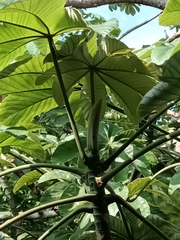Trumpet tree (Cecropia obtusifolia)
