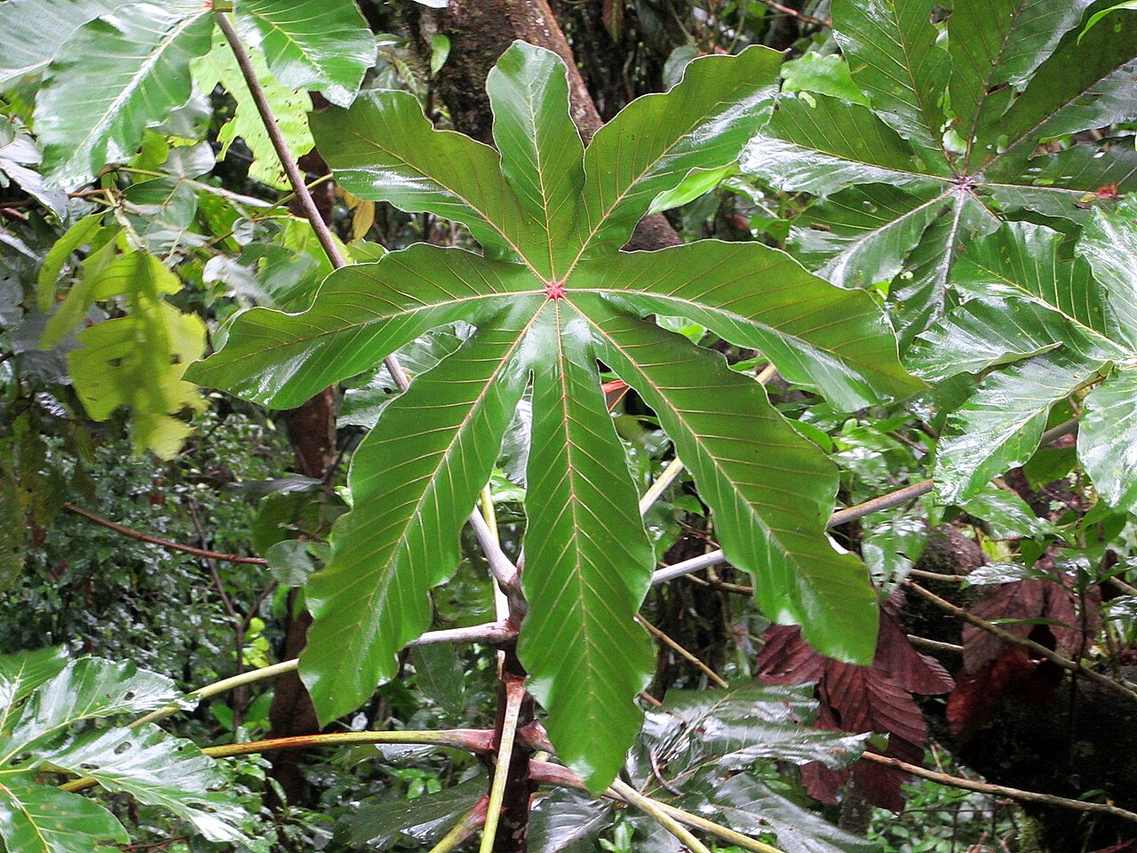 Trumpet tree: Cecropia obtusifolia