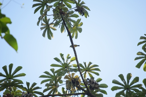 Trumpet tree (Cecropia obtusifolia)