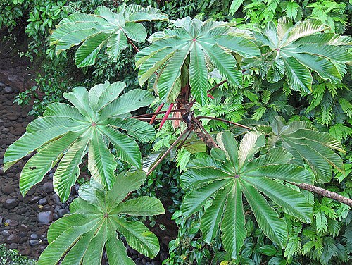 Trumpet tree: Cecropia obtusifolia showing its red floral bracts in the Sarapiqui Valley of Costa Rica. This is one of the species known as Snakewood Tree. In context at www.