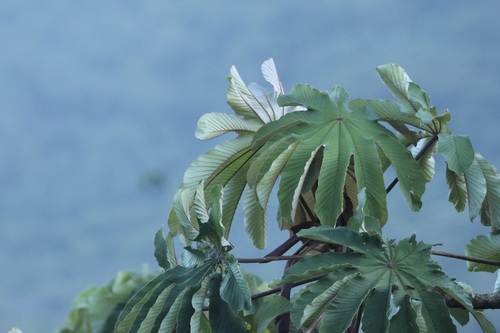 Trumpet tree (Cecropia obtusifolia)