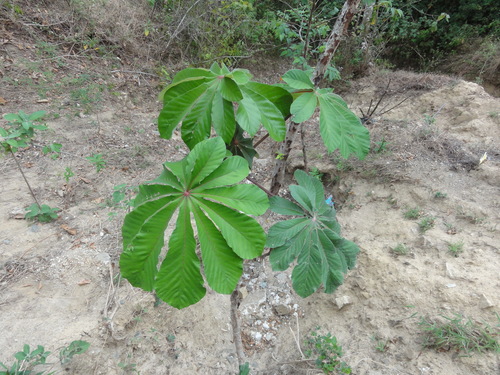 Trumpet tree (Cecropia obtusifolia)