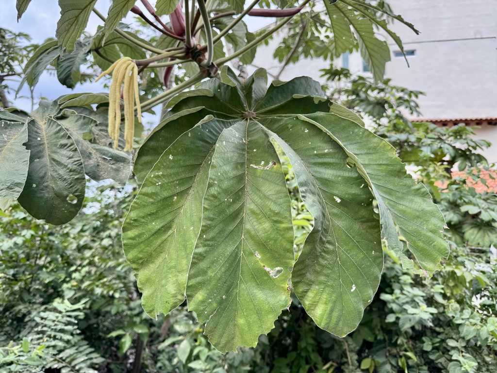 Trumpet tree (Cecropia obtusifolia)