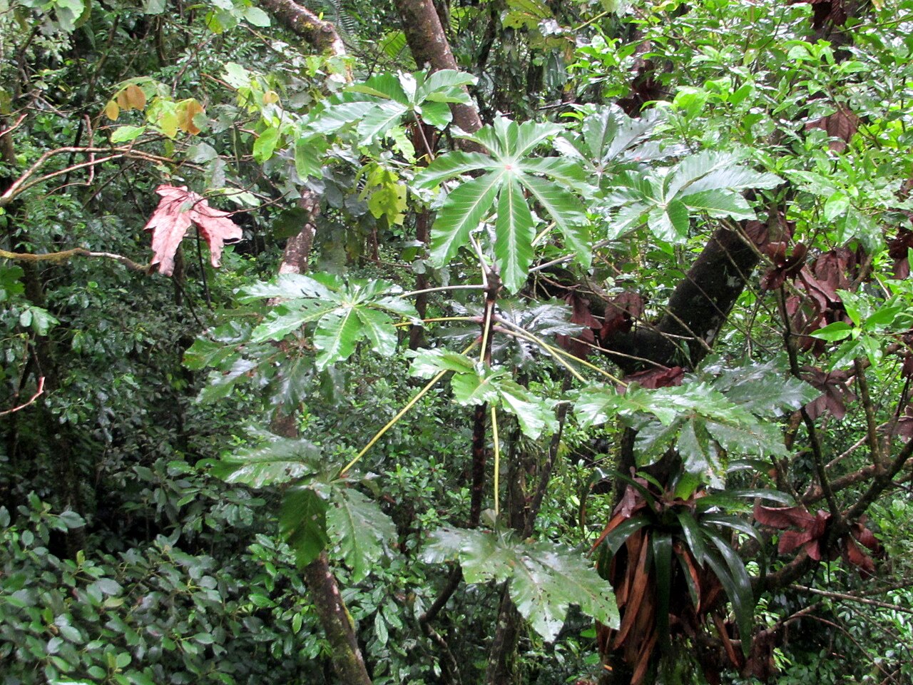 Trumpet tree: Cecropia obtusifolia