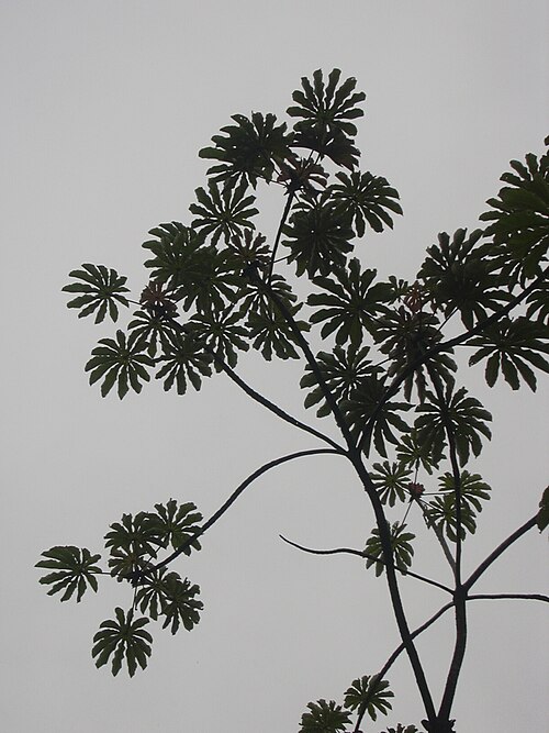 Trumpet tree: Cecropia obtusifolia (habit). Location: Hawaii, Hilo