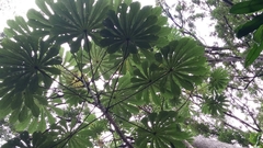 Trumpet tree (Cecropia obtusifolia)