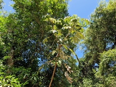 Ambay pumpwood (Cecropia pachystachya)