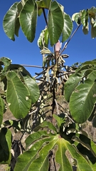 Ambay pumpwood (Cecropia pachystachya)