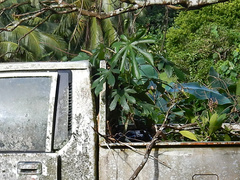 Ambay pumpwood (Cecropia pachystachya)